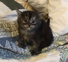 Ragamuffin 1