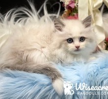 Tip Purebred Blue Point Bicolor Kitten