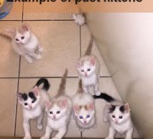 Turkish Van Kittens