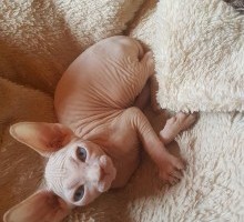 GINA
