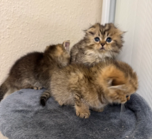 Scottish fold/straight chinchilla kittens