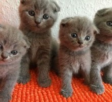 jina, scottish fold