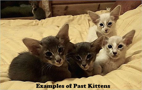 oriental kittens for sale