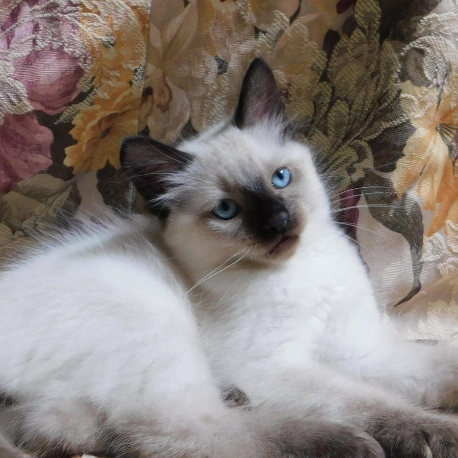 Lindsey Balinese Kitten for sale in Wellington, Florida Cat Bright