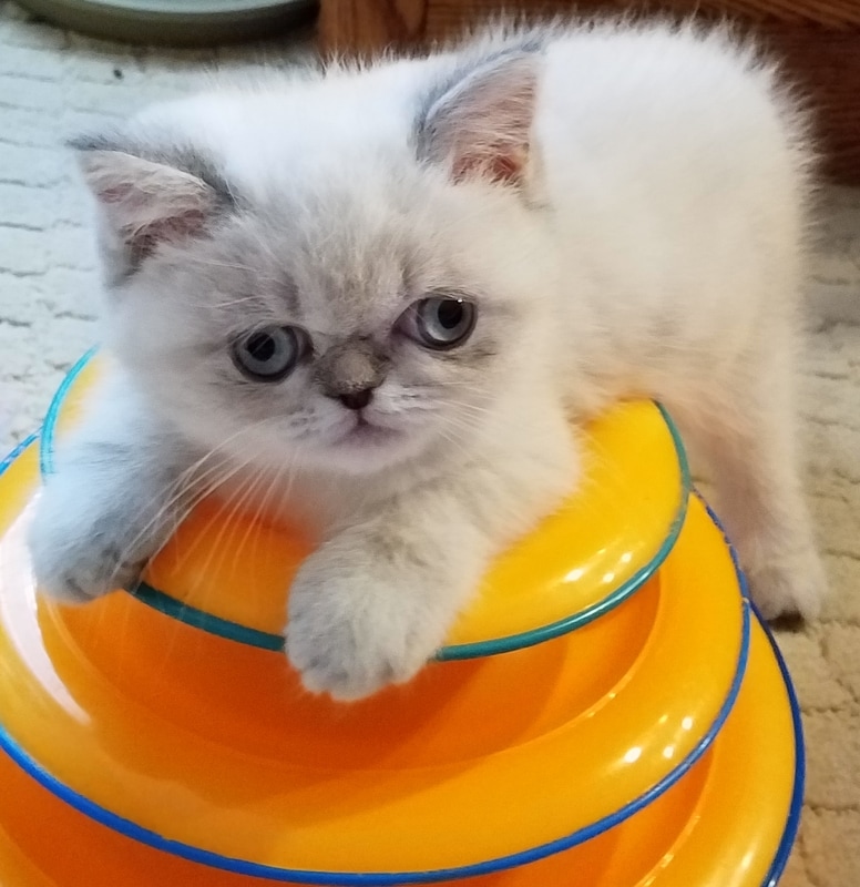 Grace - Himalayan Kitten for sale in Los Angeles ...