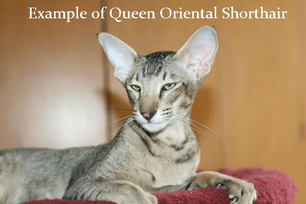 oriental shorthair kitten price