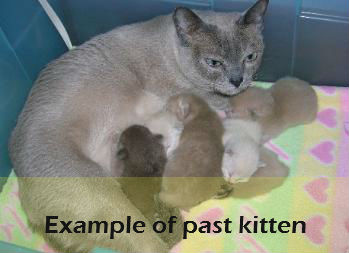 tonkinese 1 tonkinese kitten for sale in bolton massachusetts