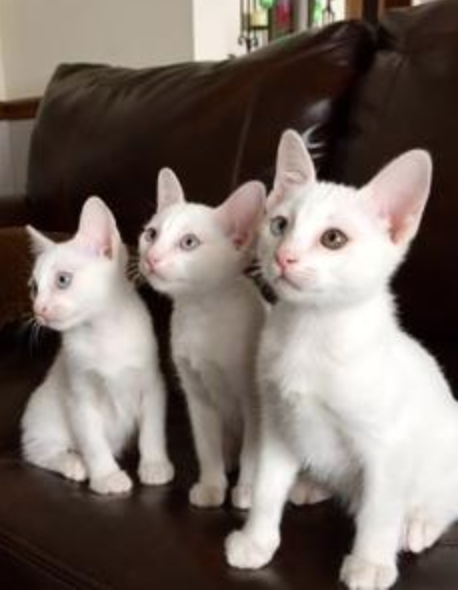 khao manee kittens for sale near me