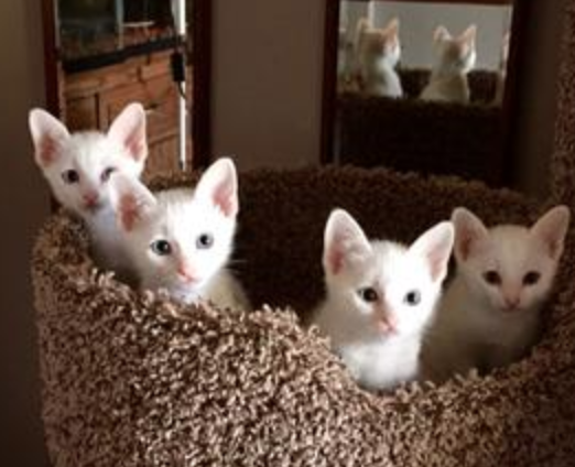 khao manee kittens for sale near me