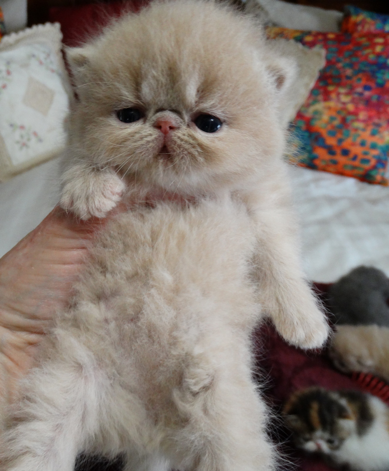 exotic shorthair kitten price